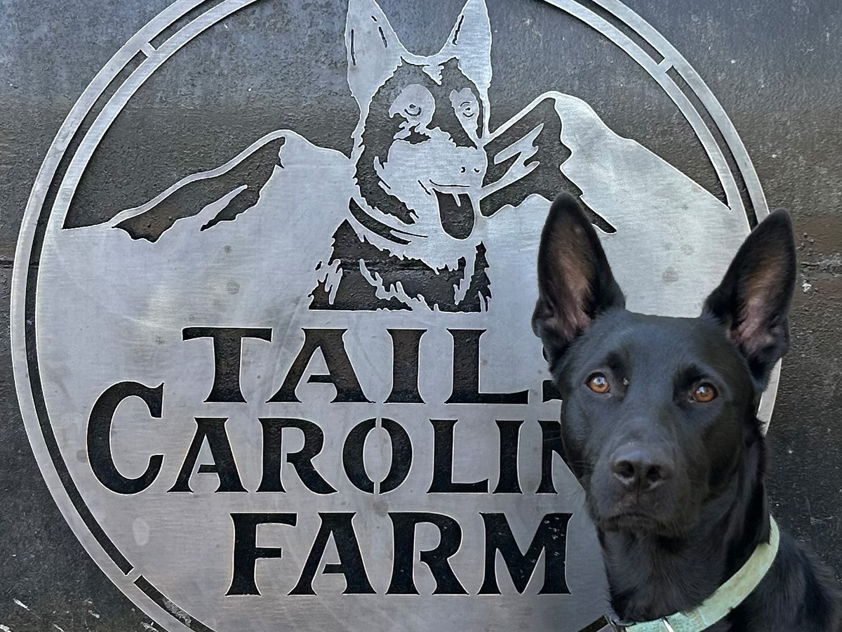 Tails Carolina Farm custom CNC-cut steel dog and mountain sign with black dog posing beside it